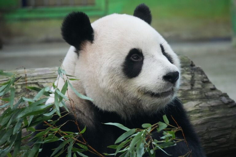 Panda gigante a Chengdu Panda gigante a Chengdu