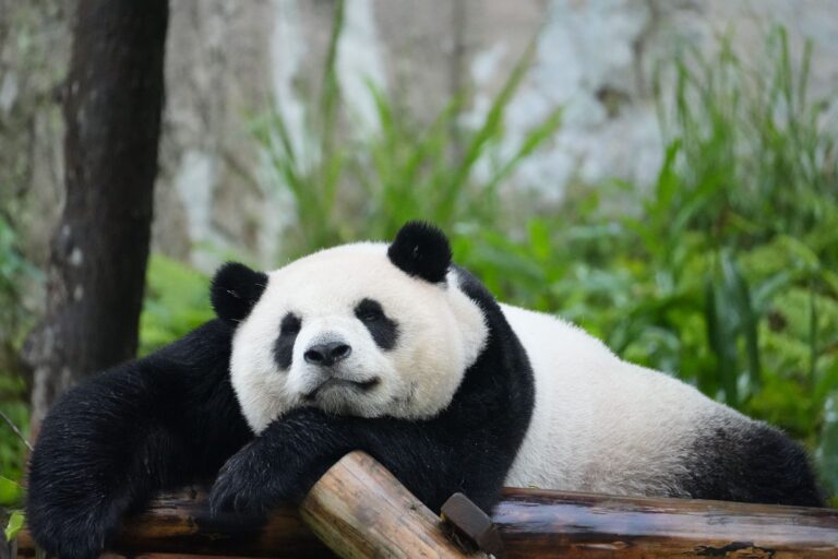 Panda gigante a riposo, Chengdu Panda gigante a riposo, Chengdu